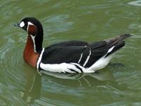 Branta ruficollis - Red-breasted Goose