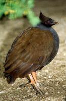 Megapodius reinwardt - Orange-footed Scrubfowl