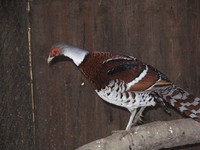 Syrmaticus ellioti - Elliot's Pheasant