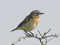 Saxicola rubetra - Whinchat