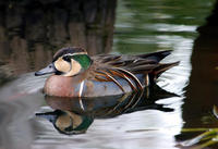 Image of: Anas formosa (Baikal teal)