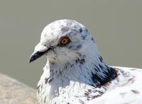 Image of: Columba livia (common pigeon)