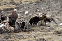 Image of: Gyps himalayensis (Himalayan griffon)