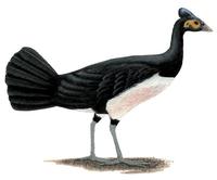 Image of: Macrocephalon maleo (maleo)