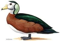 Image of: Nettapus auritus (African pygmy-goose)