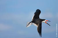 Image of: Rynchops niger (black skimmer)