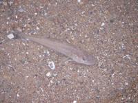 Merlangius merlangus - English Whiting