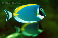 Acanthurus leucosternon - Powder Blue Tang