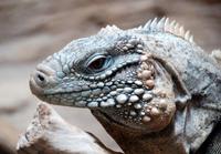 Cyclura nubila - Cuban Ground Iguana