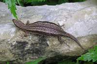 Zootoca vivipara - Common Lizard