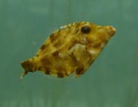 Paramonacanthus japonicus - Cryptic Filefish