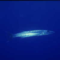 Sphyraena barracuda (Edwards, 1771) [Sphyraenidae]