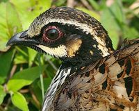 White-cheeked Partridge - Arborophila atrogularis