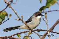 Grey Sibia - Heterophasia gracilis