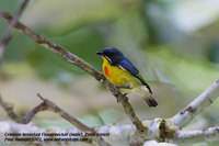 Crimson-breasted Flowerpecker - Prionochilus percussus