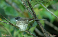 Pied Fantail - Rhipidura javanica