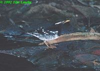 Pied Thrush - Zoothera wardii