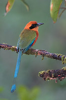 Rufous Motmot (Baryphthengus martii) photo