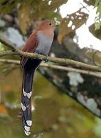 Squirrel Cuckoo (Piaya cayana) photo