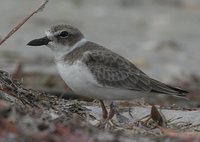 Wilson's Plover - Charadrius wilsonia