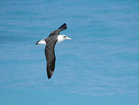 Laysan Albatross (Phoebastria immutabilis) photo
