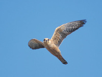 Red-footed Falcon (Falco vespertinus) photo