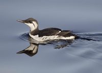 Common Murre (Uria aalge) photo