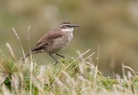 Stout-billed Cinclodes (Cinclodes excelsior) photo