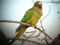 Peach-fronted Parakeet - Aratinga aurea