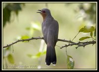 Dwarf Cuckoo - Coccyzus pumilus