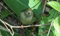 White-bearded Manakin - Manacus manacus