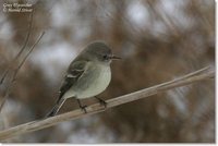 Gray Flycatcher - Empidonax wrightii