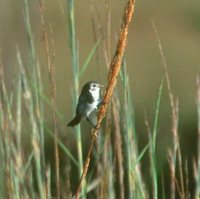 Cock-tailed Tyrant - Alectrurus tricolor