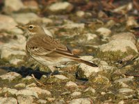 Water Pipit - Anthus spinoletta