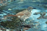 Long-billed Thrasher - Toxostoma longirostre