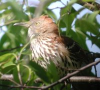 Brown Thrasher - Toxostoma rufum