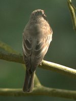 Spotted Flycatcher - Muscicapa striata