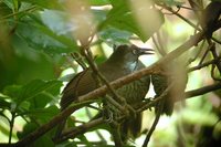 Chestnut-rumped Babbler - Stachyris maculata