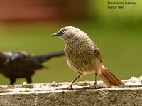 Black-lored Babbler - Turdoides sharpei