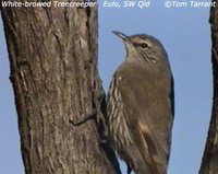 White-browed Treecreeper - Climacteris affinis