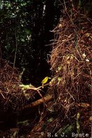 Golden Bowerbird - Prionodura newtoniana