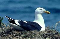 Black-backed Gull (Larus dominicanus)