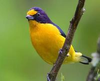 * Violaceous Euphonia