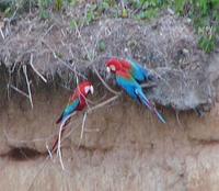 Red-and-green Macaws