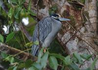 Yellow-crowned Night Heron  