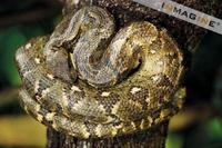 Malagasy Tree Boa (Sanzinia madagascariensis) photo