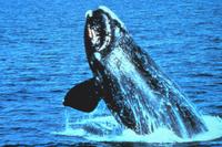 right whale at surface breaching