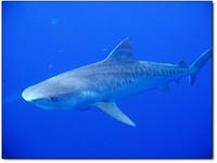 Tiger Shark