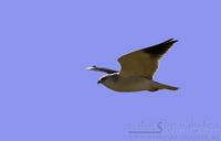 svartvingeglente / black-shouldered kite (