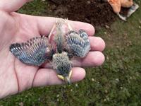 Nestlings of ground tit